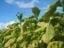 Photo of Nicotiana tabacum, tobacco plant