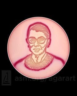 "The Notorious R.B.G. on V.R.B.G." agar plate art