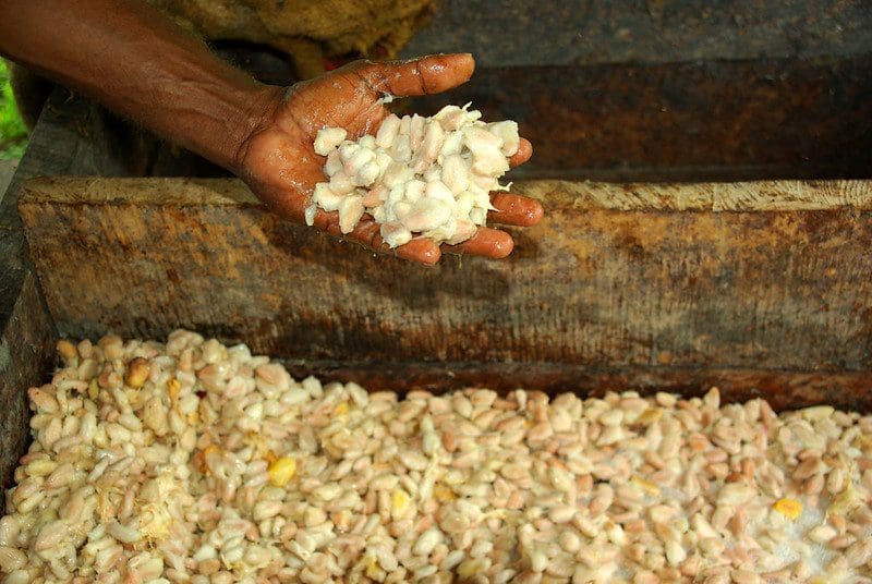 Cocoa farmer holding fermenting cocoa beans.
