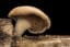 Mushroom Substrate Sterilization 