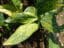 Bean plant (Phaseolus vulgaris) showing leaf mosaic symptoms. Public domain image courtesy Scot Nelson. Source: https://www.flickr.com/photos/62295966@N07/16207910980