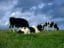 image of cows resting in a green field