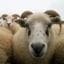Sheep, iPads, and Emma Watson: Promising Veterinary Research Takes on Neurodegenerative Disorders