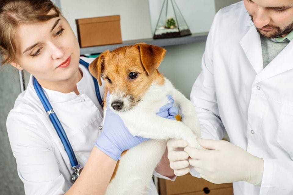 The Best Autoclaves for Use in Veterinary Medicine